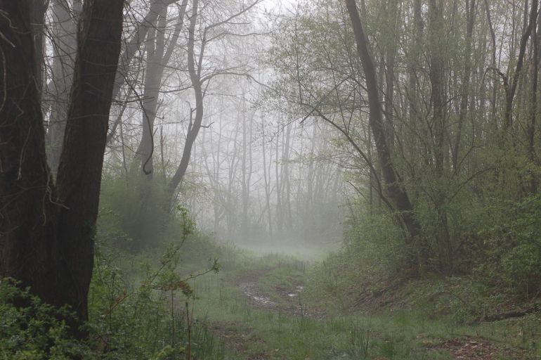 foggy woods_s