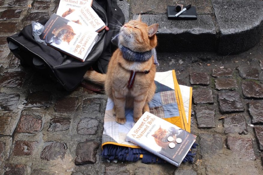 Ünlü olduğunun farkında olan Sokak Kedisi Bob kitaplarıyla poz verirken